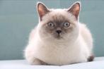 Moederpoes en haar kittens te koop, Dieren en Toebehoren, Katten en Kittens | Overige Katten, Meerdere dieren