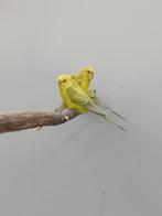 Te Koop Bronze Fallow Parkieten, Meerdere dieren, Parkiet, Geringd