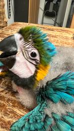 Süper Tamme Blauw Gele Aras Babys, Dieren en Toebehoren, Vogels | Parkieten en Papegaaien, Meerdere dieren, Papegaai, Pratend