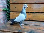 Jonge kleurpostduif, Dieren en Toebehoren, Geslacht onbekend, Postduif