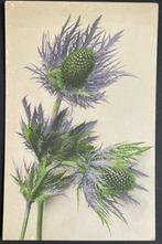 dl bloem blauwe KRUISDISTEL  kunstkaart, Ophalen of Verzenden, 1920 tot 1940, Ongelopen, Overige thema's