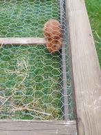 Rammen te koop. Trianta.s, Dieren en Toebehoren, Konijnen, Mannelijk, Middelgroot, 0 tot 2 jaar