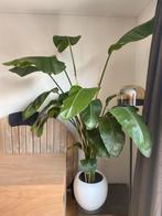 Strelitzia Nicolai met pot, Ophalen, Overige soorten, Halfschaduw, In pot