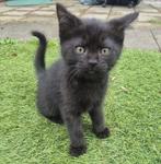 Kitten (kater) 8 weken oud, Dieren en Toebehoren, Katten en Kittens | Overige Katten, Kater