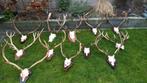 Geweien herten damherten reeën, Ophalen, Beeldje of Figuurtje