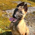 Mechelse herder pup (KNPV), Rabiës (hondsdolheid), 15 weken tot 1 jaar, Reu, Meerdere