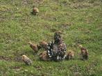 Super leuke sabelpoot kuikens, Meerdere dieren, Kip