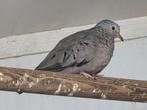 Musduifjes te koop, Dieren en Toebehoren, Vogels | Overige Vogels, Meerdere dieren