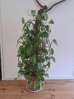 Epipremnum aureum of drakenklimop, Huis en Inrichting, Kamerplanten, Ophalen, Overige soorten, Minder dan 100 cm
