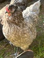Ameraucana kuikens blauwlegger, Dieren en Toebehoren, Geslacht onbekend, Kip