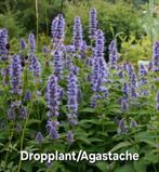 Dropplant/Agastache, Ophalen, Zomer, Overige soorten, Volle zon