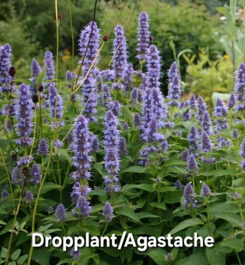 Dropplant/Agastache, Tuin en Terras, Planten | Tuinplanten, Overige soorten, Volle zon, Zomer, Ophalen