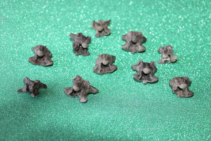 Slangenwerveltjes, Verzamelen, Mineralen en Fossielen, Fossiel, Ophalen of Verzenden