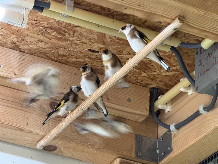 Parva, Dieren en Toebehoren, Vogels | Overige Vogels, Meerdere dieren