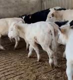 7 magere blauwe stiertjes, Vrouwelijk