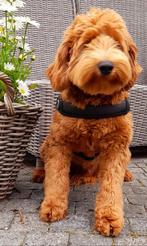 Labradoodle pups,Australian,met stamboom, Overige rassen, CDV (hondenziekte), 8 tot 15 weken, Meerdere dieren