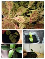 Allerlei stekjes eigen kweek, bananenplant, sinaasappel, Huis en Inrichting, Kamerplanten, Ophalen of Verzenden, Overige soorten