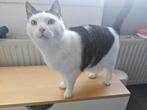 Lieve aanhankelijke kat, Kater, Kortharig, 3 tot 5 jaar