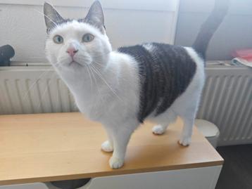 Lieve aanhankelijke kat beschikbaar voor biedingen