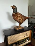 Nette opgezette fazant taxidermie, Ophalen of Verzenden, Opgezet dier