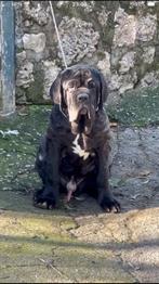 Mastino Napoletano reu pup, Particulier, 15 weken tot 1 jaar, Buitenland, Eén hond