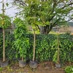 leibeuk carpinus betulus leiblok, Tuin en Terras, Planten | Bomen, Bloeit niet, Leiboom, 100 tot 250 cm, Ophalen