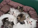 5 Perziche kittens, Dieren en Toebehoren, Katten en Kittens | Raskatten | Langhaar, Meerdere dieren, 0 tot 2 jaar, Ontwormd