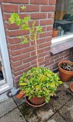 Pot met kruipend zenegroen en kamperfoelie, Tuin en Terras, Vaste plant, Halfschaduw, Lente, Ophalen
