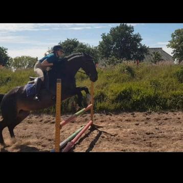 Verzorgpaard/ pony gezocht, bijrijder/ verzorger aangeboden beschikbaar voor biedingen