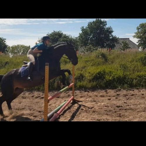 Verzorgpaard/ pony gezocht, bijrijder/ verzorger aangeboden, Dieren en Toebehoren, Paarden en Pony's | Verzorgingsproducten, Zo goed als nieuw