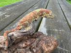 1.1 mniarrogekko chahoua, Dieren en Toebehoren, Reptielen en Amfibieën