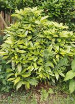 Broodboom (aucuba japonica variegata) grote struik. 150 cm, Ophalen, Overige soorten, Struik, 100 tot 250 cm