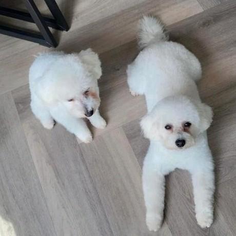 2 witte Toy poedel teefjes, Dieren en Toebehoren, Honden | Chihuahua's en Gezelschapshonden, Teef, Poedel, Particulier, Meerdere