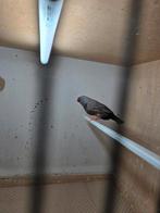 Charcoal zebravinken, Dieren en Toebehoren, Vogels | Overige Vogels, Meerdere dieren, Tropenvogel