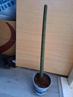 Sansevieria cylindrica, Minder dan 100 cm, Halfschaduw, Ophalen, Groene kamerplant
