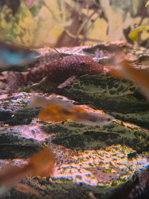 4 algeneters, Dieren en Toebehoren, Vissen | Aquariumvissen, Vis