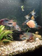 1 x Vieja Synspillum Blue spotted    GRATIS OPHALEN, Dieren en Toebehoren, Vis, Zoetwatervis