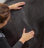 Paardensportmassage, Diensten en Vakmensen, Dieren | Paarden | Verzorging, Oppas en Les