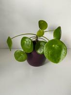 Pannenkoekplant klein (zonder pot), Ophalen, Overige soorten, Minder dan 100 cm