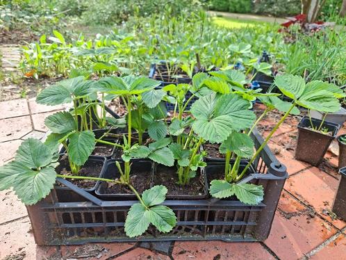Aardbeienplanten, biologisch, ras: Korona, Tuin en Terras, Planten | Tuinplanten, Vaste plant, Fruitplanten, Volle zon, Lente