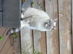 Half Britse korthaar poes, Dieren en Toebehoren, Poes, 0 tot 2 jaar