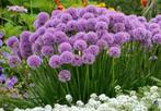 Allium millenium p9 pot, Ophalen of Verzenden, Overige soorten, Volle zon