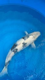 te koop shiro utsuri, Dieren en Toebehoren, Vissen | Vijvervissen, Karper of Koi