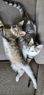 2x maine coon x kruising katertjes, Dieren en Toebehoren, Katten en Kittens | Overige Katten, Meerdere dieren, 0 tot 2 jaar