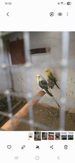 Tekoop mooi koppel grasparkieten, Dieren en Toebehoren, Vogels | Parkieten en Papegaaien, Meerdere dieren, Parkiet