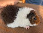 US teddy caviaatjes, Dieren en Toebehoren, Knaagdieren, Meerdere dieren, Cavia, Na 1 juli 2024