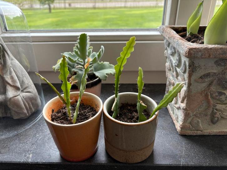 Epiphyllum anguliger (zaagcactus) stekjes te koop, Huis en Inrichting, Kamerplanten, Cactus, Minder dan 100 cm, Volle zon, Ophalen of Verzenden