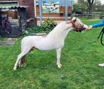 Te koop, hengst, NMPRS, BMP, minipaard, pony, miniatuurpaard, Dieren en Toebehoren, Hengst
