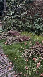 Wilgentakken, Ophalen, Overige soorten, Volle zon