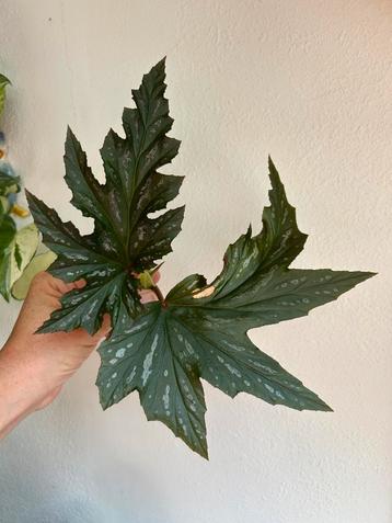 Begonia Sophie Cecile, verse kopstek beschikbaar voor biedingen